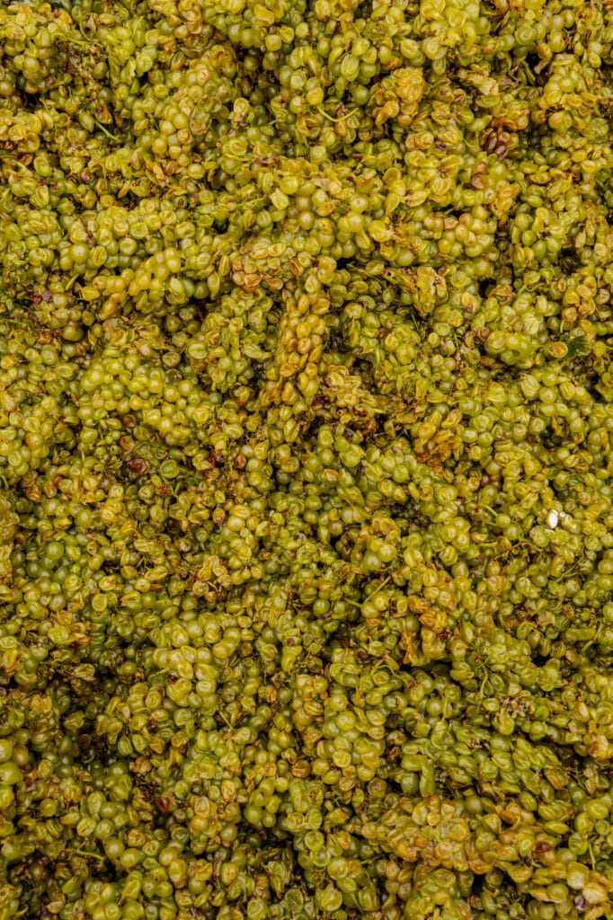 Overhead view of a green Texas vineyard canopy in full leaf